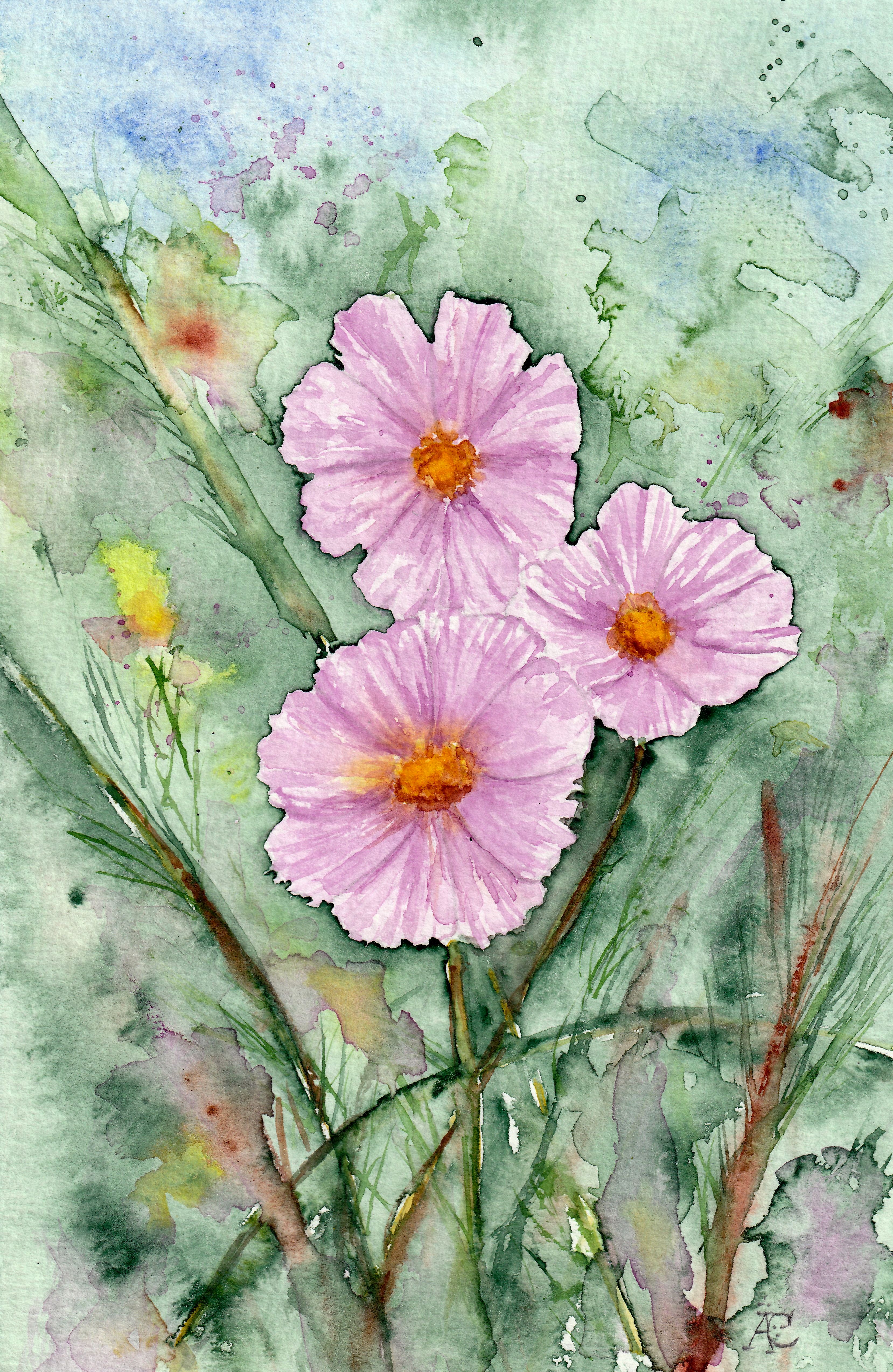 Cosmea Blumen