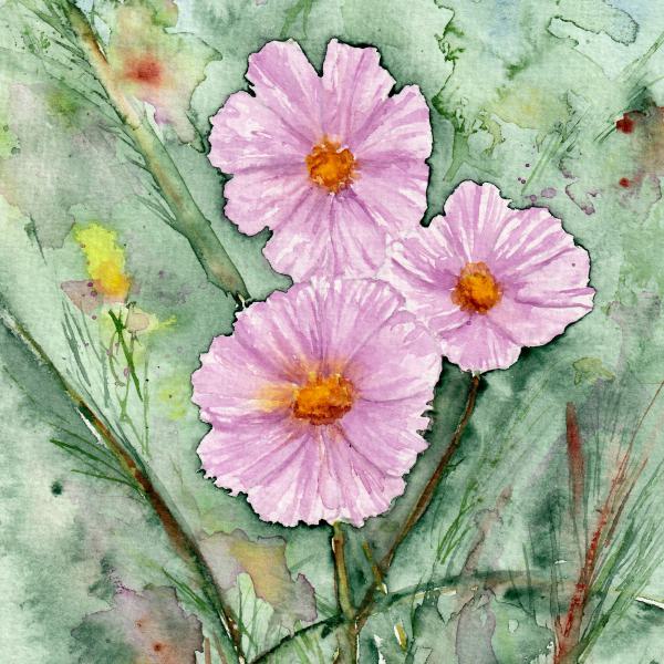 Cosmea Blumen